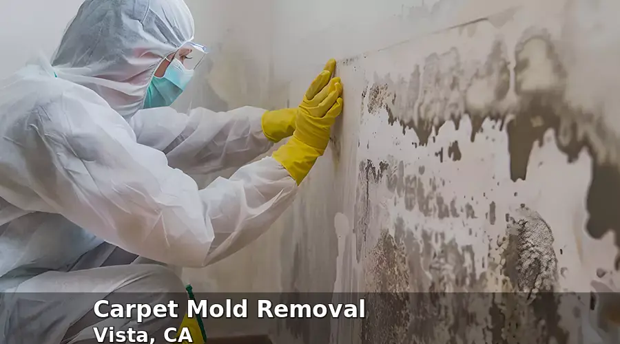 Carpet Mold Removal in Vista, CA