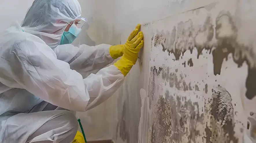 Mold remediation in Vista, CA