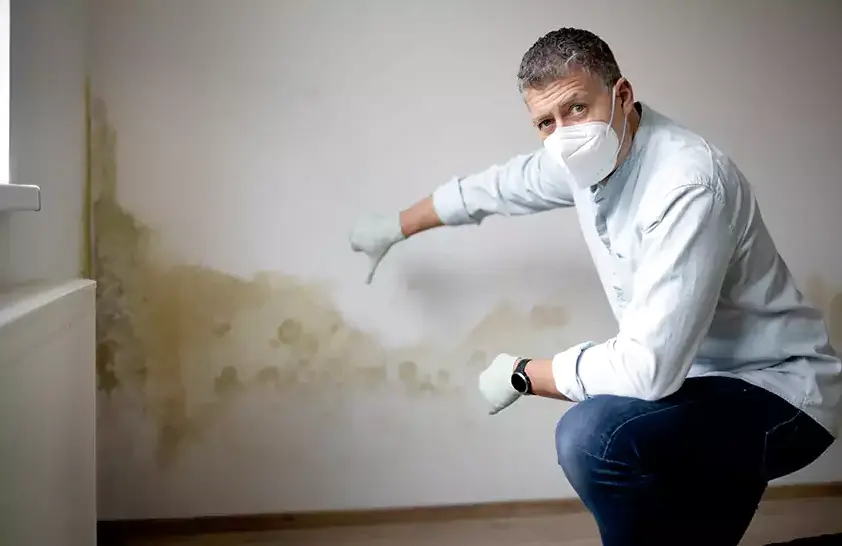 Mold remediation in Vista, CA